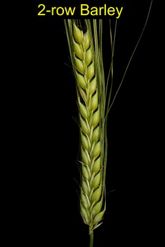 2-row Barley.