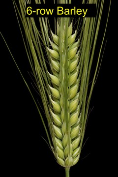 6-row Barley.