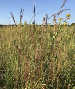 Silphium in prairie grasses.