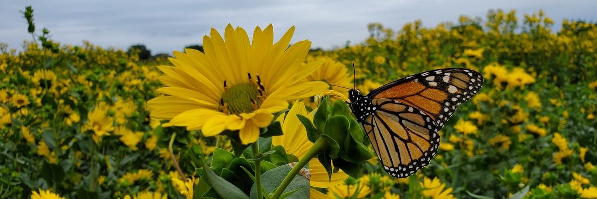 Silphium flower with butterfly.