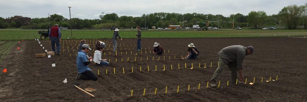 Students planting field.